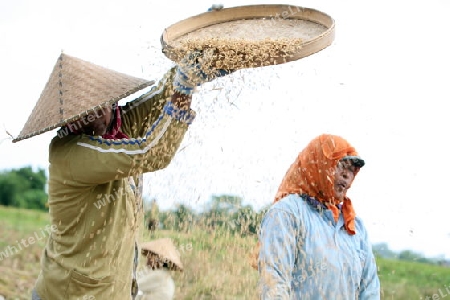 Asien, Suedost, Indonesien, Bali, Insel, Zentral Bali, bei Tegalalang, Reisfeld, Arbeit, Work, Wirtschaft, Landwirtschaft, Alltag,    (Urs Flueeler) 