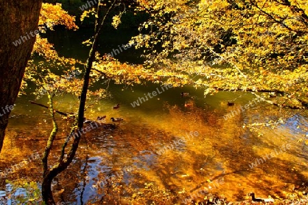 Herbst am Fluss