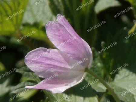 Anemone P4110612