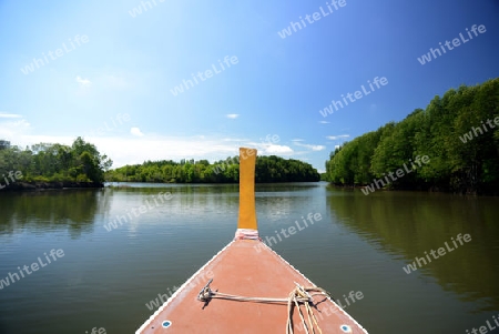 The mangroves at a lagoon near the City of Krabi on the Andaman Sea in the south of Thailand. 