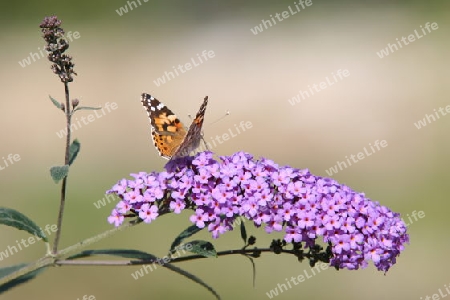 Falter auf Sommerflieder