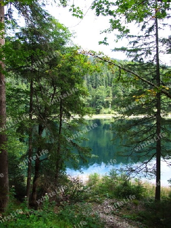 Wald und Wasser am Eibsee