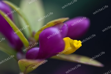 Buchsbl?ttrige Kreuzblume, Polygala chamaebuxus