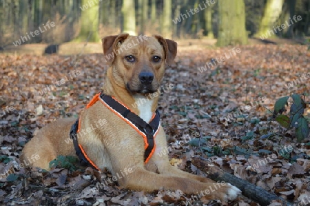 Hund im Wald