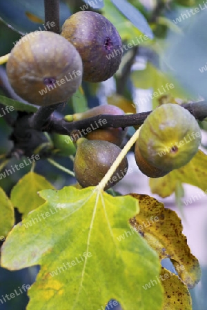 Feigenbaum, reife FrYchte