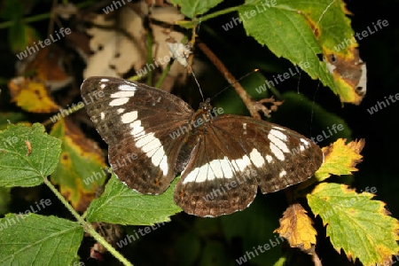 Kleiner Eisvogel (Limenitis camilla)