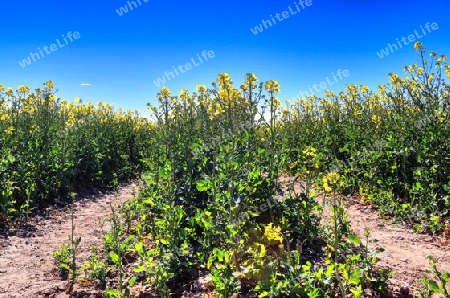 Yellow field of flowering rape and tree against a blue sky with clouds, natural landscape background with copy space, Germany Europe.