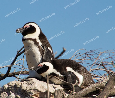 Pinguin am Stony Point bei Betty's Bay