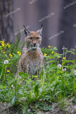 Eurasischer Luchs oder Nordluchs (Lynx lynx), Brandenburg, Deutschland, Europa