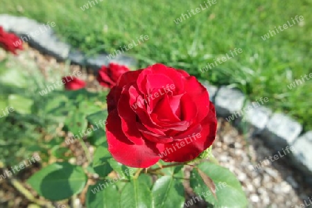 Rote Rose