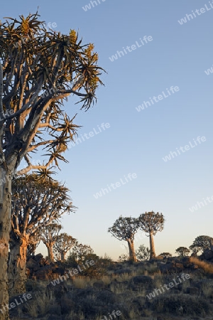 K?cherbaum oder Quivertree (Afrikaans: Kokerboom,  Aloe dichotoma) im ersten Morgenlicht , Keetmanshoop, Namibia, Afrika