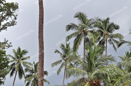 Beautiful palm trees at the beach on the tropical paradise islands Seychelles