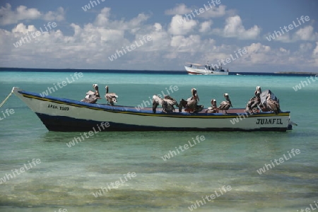 Suedamerika, Karibik, Venezuela, Los Roques,  Ein Fischerboot mit Pelikan Voegel am Hafen in Gran Roque auf der Inselgruppe von Los Roques in der Karibik