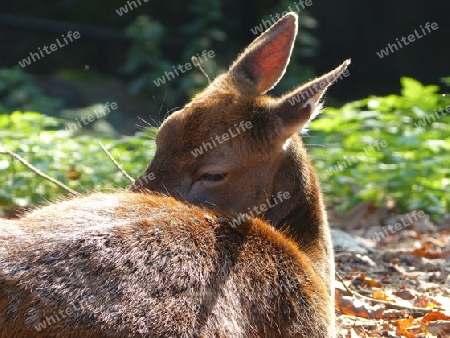 Dammhirsch liegend