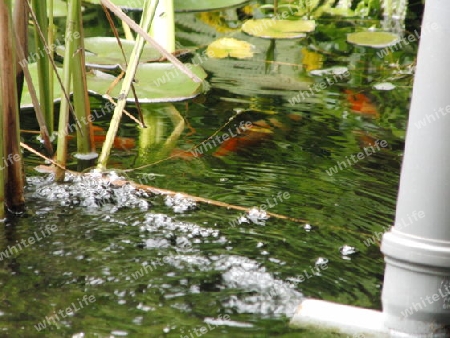 Wasser Teich mit Fischen