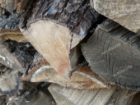 Holz P1210463