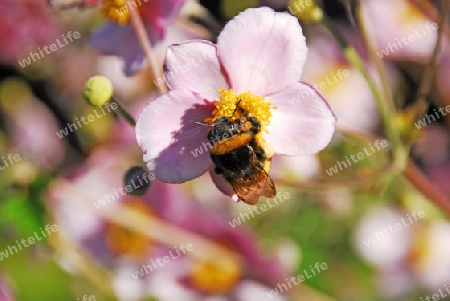 Hummel auf Anemonenbl?te