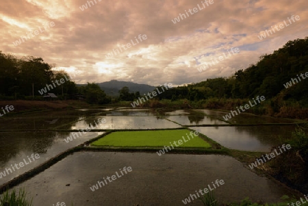 Ein Reisfeld beim Dorf Mae Hong Son im norden von Thailand in Suedostasien.