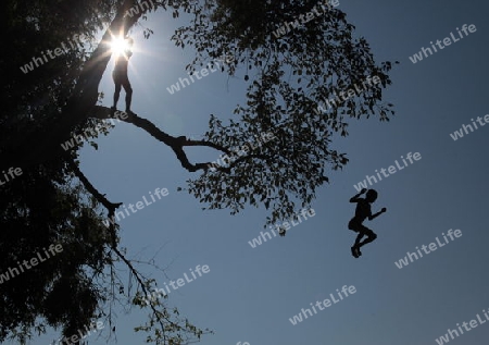 Knaben springen von einem Baum ins Wasser des Mekong River bei Luang Prabang in Zentrallaos von Laos in Suedostasien.