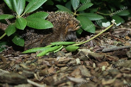 Igel im Unterholz