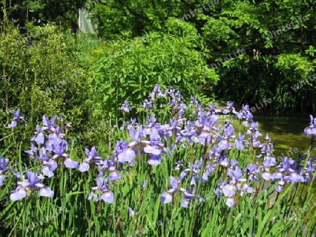 Frühling im Park. Planten un Blomen in Hamburg