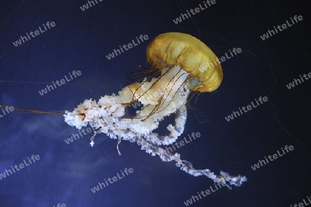 pazifische Kompassqualle, Chrysaora fuscescens, San Francisco, Kalifornien, USA