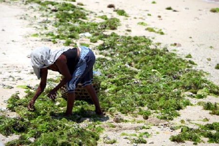 ASIEN, INDONESIEN, BALI, INSEL, NUSA LEMBONGAN, STRAND, LANDSCHAFT, JUNGUTBATU, SEEGRAS, PLANTAGE, EXPORT,      (URS FLUEELER)