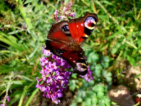 Schmetterling