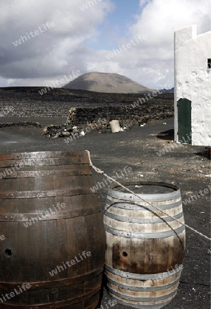 a wine farm in the centre of the Island of Lanzarote on the Canary Islands of Spain in the Atlantic Ocean.
