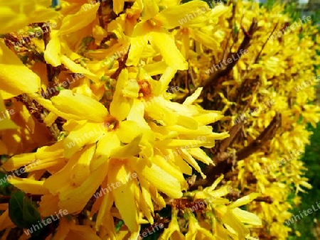 Forsythien