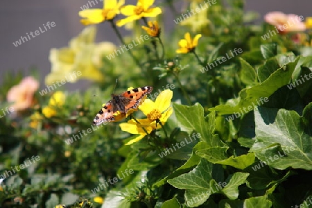 Schmetterling