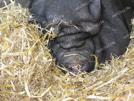 Schwein Gesicht mit Borsten und Falten