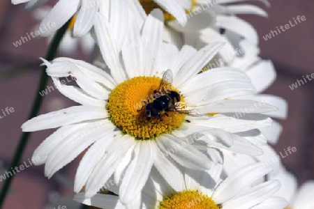 Schwebfliege auf Blume