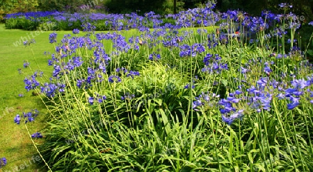 Liebesblume - Agapanthus