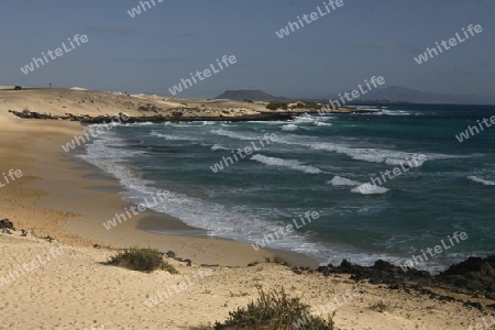 the Sanddunes of Corralejo in the north of the Island Fuerteventura on the Canary island of Spain in the Atlantic Ocean.