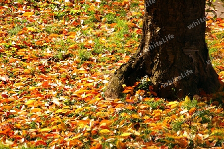 herbstbild