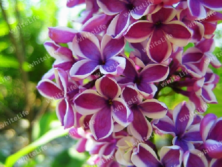 Edelflieder Sensation (Syringa vulgaris Sensation)