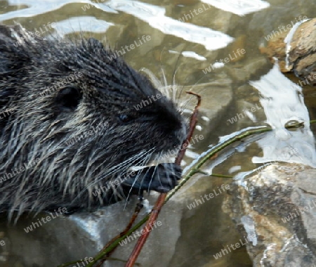 Nutria