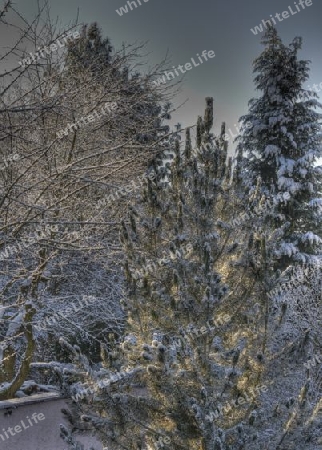 snow white covered green trees