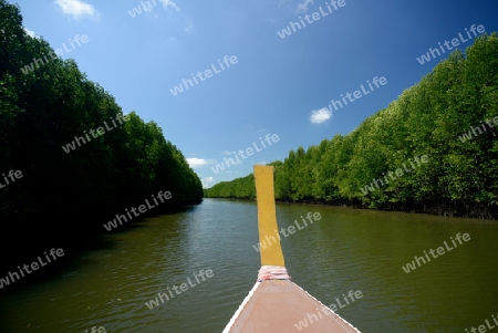 The mangroves at a lagoon near the City of Krabi on the Andaman Sea in the south of Thailand. 