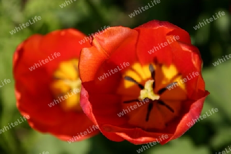 Rote tulpe in der Natur