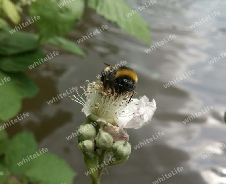 Erdhummel auf Brombeerblüte VI