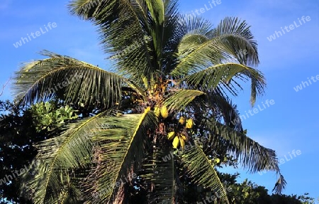 Beautiful palm trees at the beach on the tropical paradise islands Seychelles