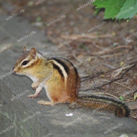 asian squirrel