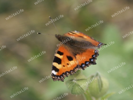 Schmetterling