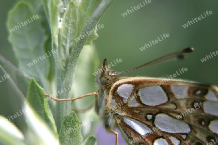 Schmetterling