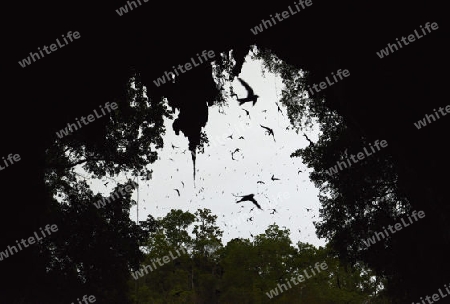 Tausende von Voegel fliegen bei Sonnenuntergang in uns aus der Hoehle Cave Pangmapha in der Bergregion von Soppong im norden von Thailand in Suedostasien.