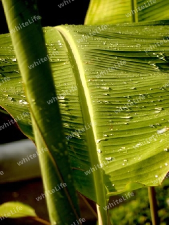 Regentropfen auf Blatt