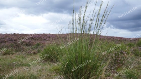 Spätsommer in Fischbeker Heide, Hamburg