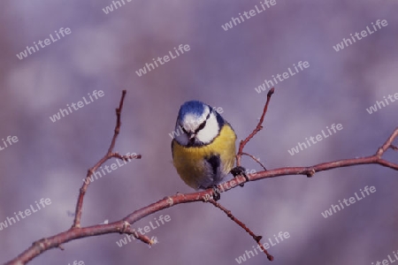 Blaumeise  (Parus caeruleus)